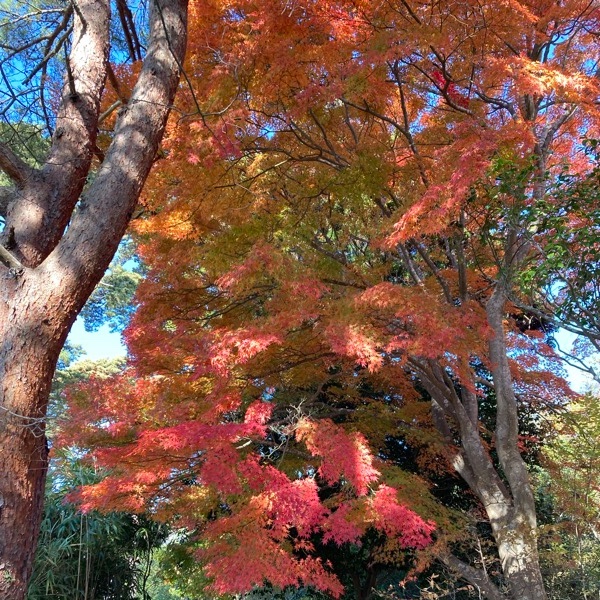 福浦島の紅葉の遊歩道