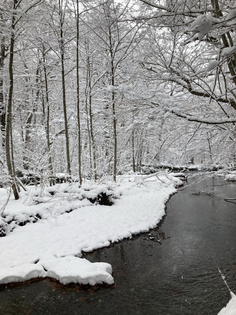 雪が積もった11月の奥入瀬渓流