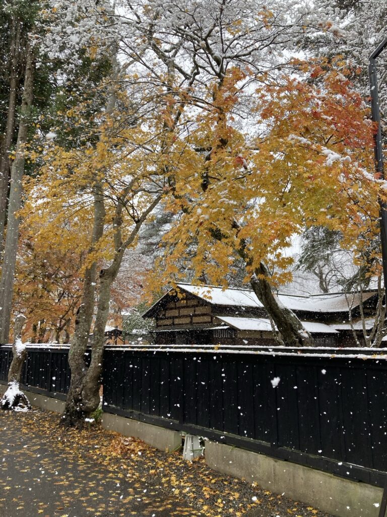 黒板塀ごしに見た岩橋家と、雪がのったもみじ