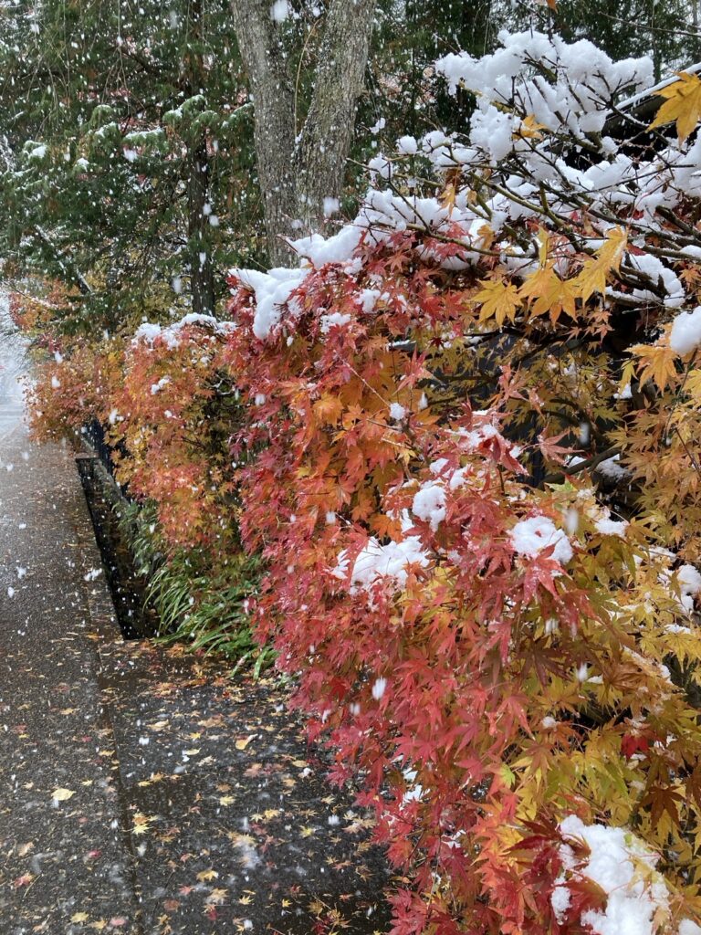 雪がのった赤と橙のもみじ