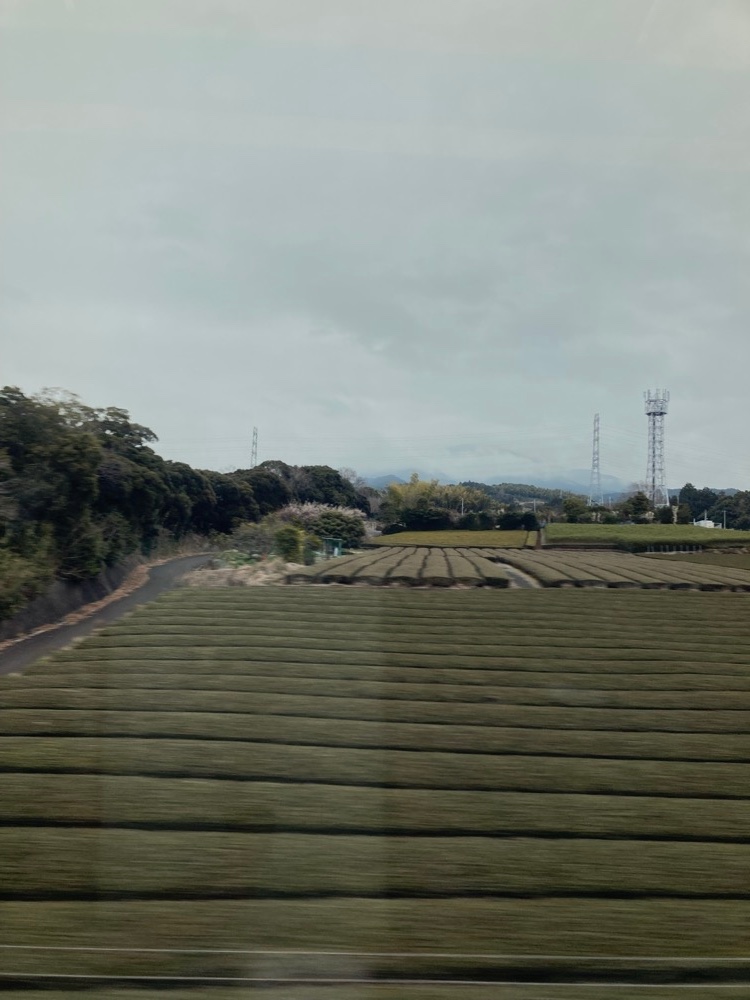 新大阪から東京へ向かうのぞみの車窓から見た茶畑